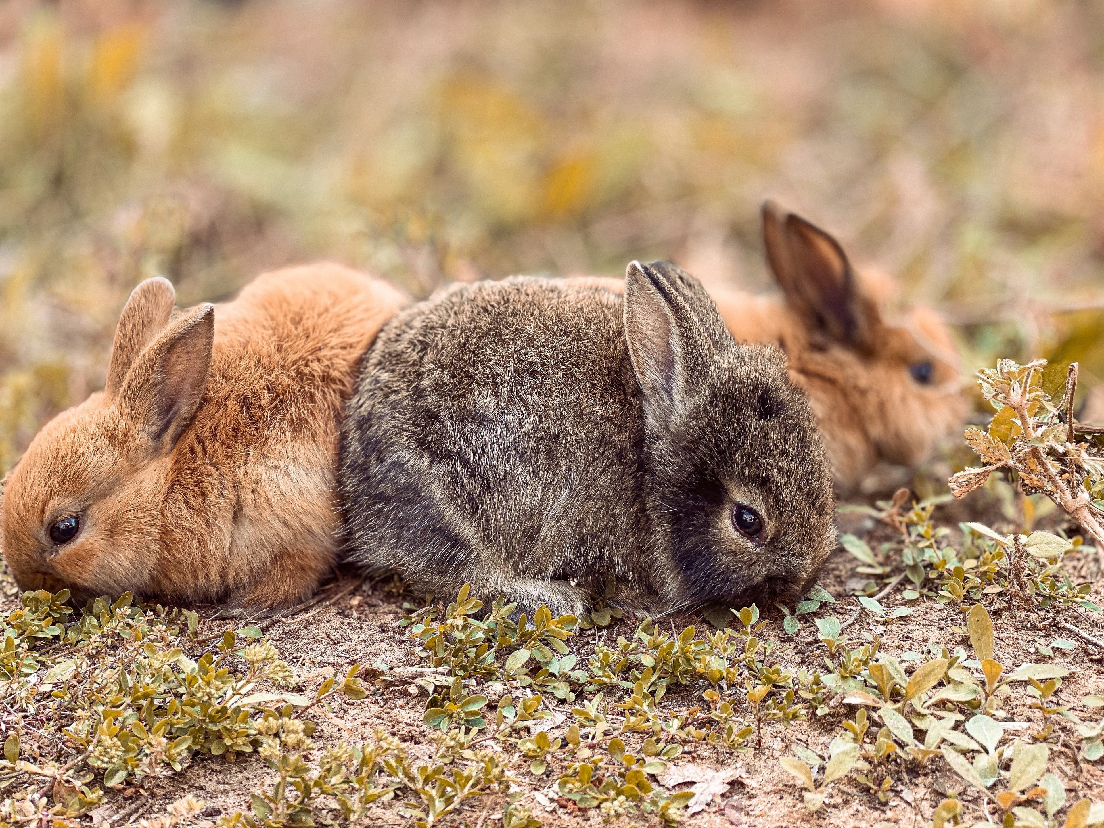 Photo of rabbits